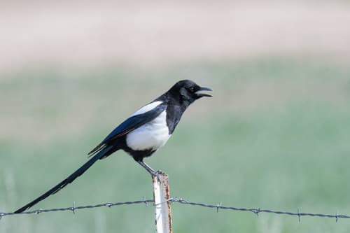Black-billed Magpie