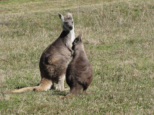 Common Wallaroo