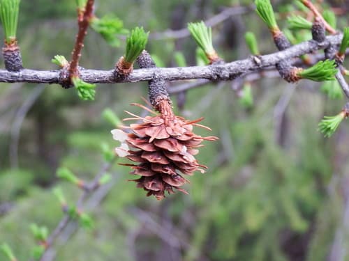 western larch