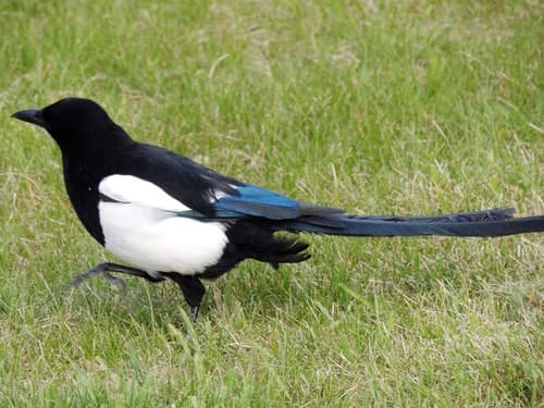 Black-billed Magpie
