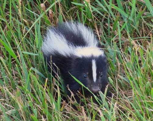 Striped Skunk