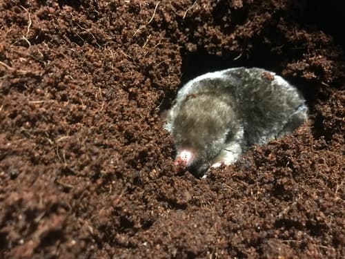 Eastern Mole
