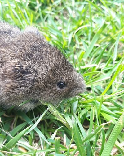 Eastern Meadow Vole