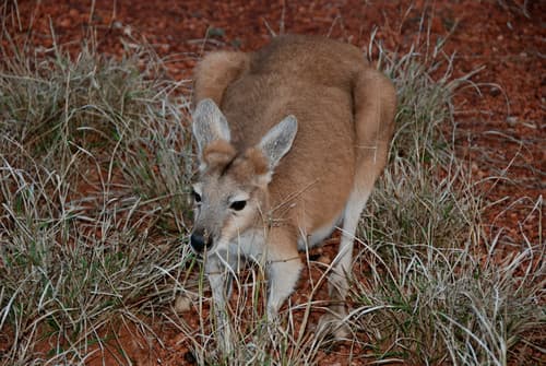 Common Wallaroo