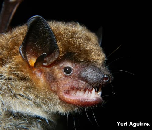 Big Brown Bat
