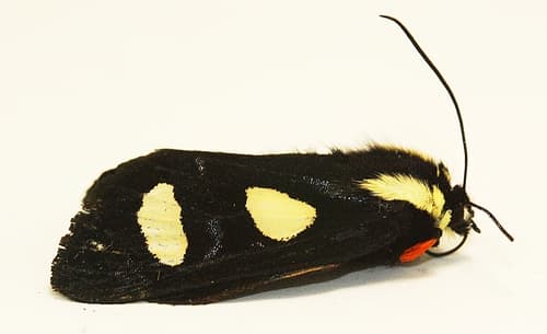 Eight-spotted Forester Moth