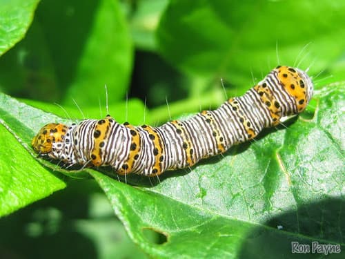 Eight-spotted Forester Moth