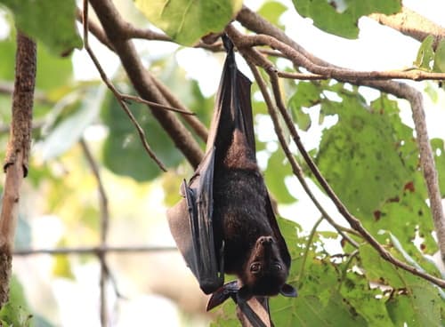 Black Flying-fox