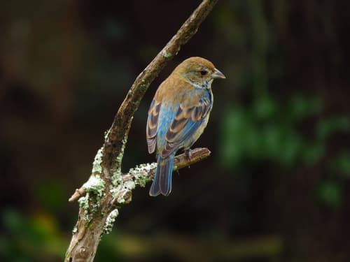Indigo Bunting