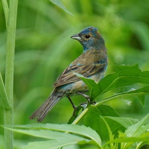 Indigo Bunting