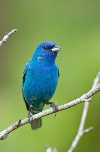Indigo Bunting