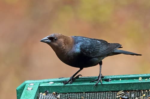 Brown-headed Cowbird