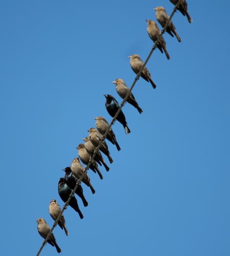 Brown-headed Cowbird