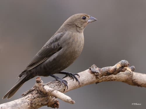 Brown-headed Cowbird