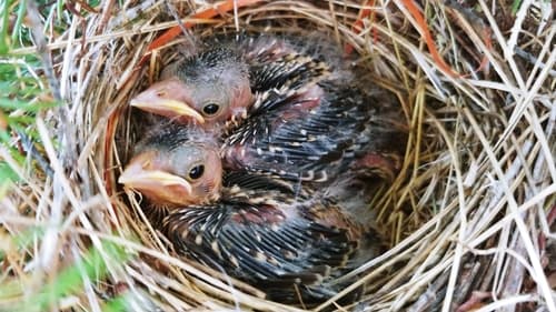 Brown-headed Cowbird