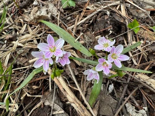 Virginia Springbeauty