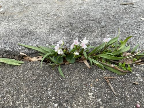 Virginia Springbeauty