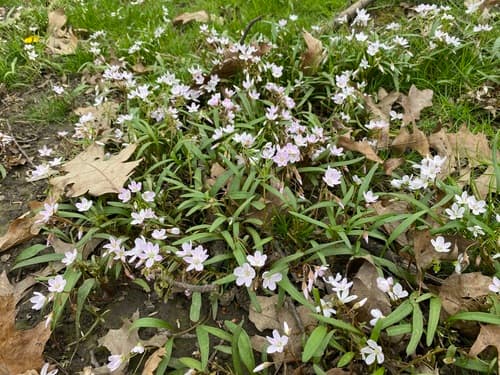 Virginia Springbeauty