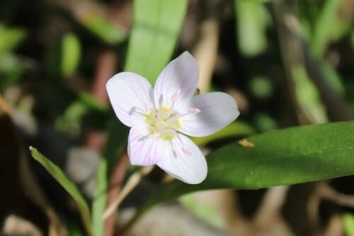 Virginia Springbeauty