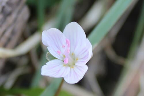 Virginia Springbeauty