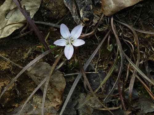 Virginia Springbeauty