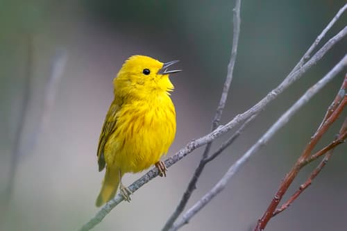 Northern Yellow Warbler