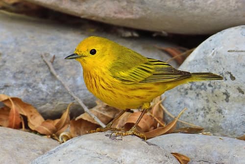 Northern Yellow Warbler