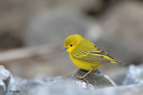 Northern Yellow Warbler