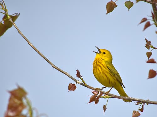 Northern Yellow Warbler