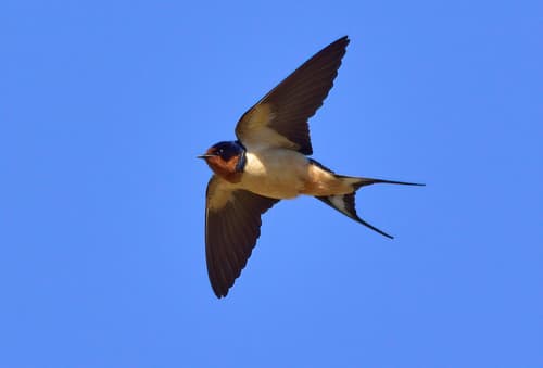 Barn Swallow