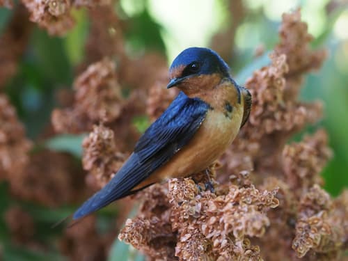 Barn Swallow