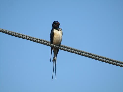 Barn Swallow