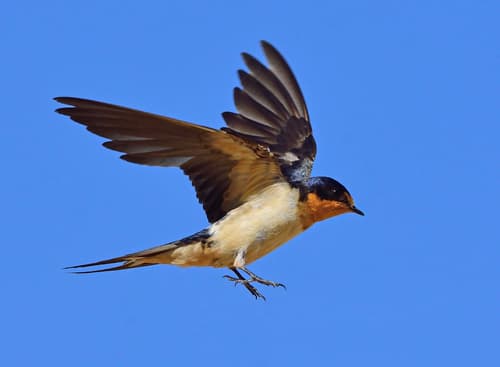 Barn Swallow