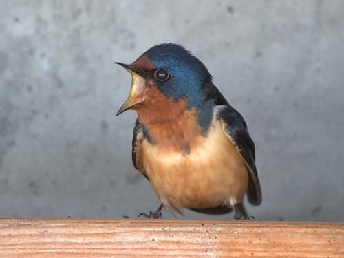 Barn Swallow