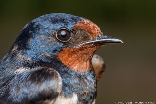 Barn Swallow