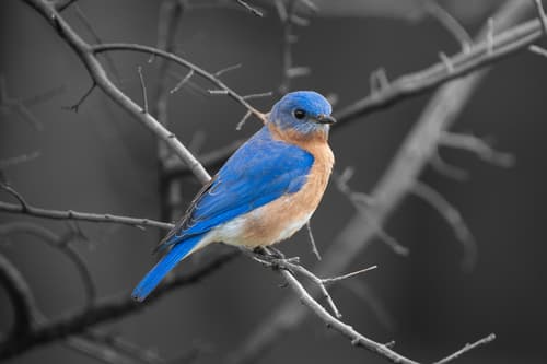 Eastern Bluebird