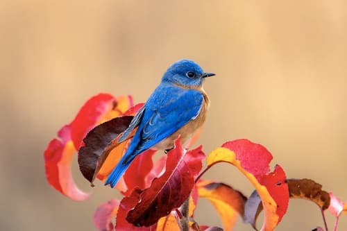 Eastern Bluebird