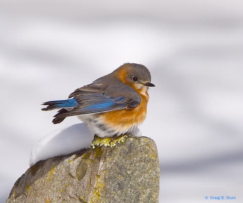 Eastern Bluebird