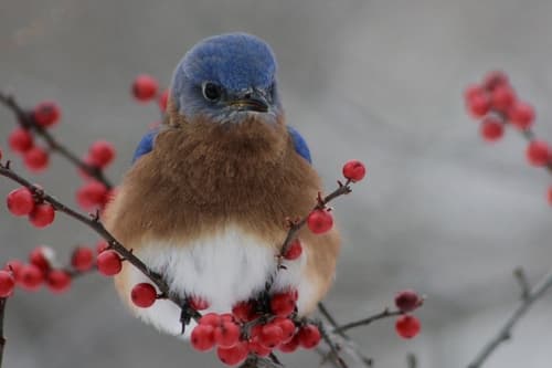 Eastern Bluebird