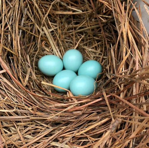 Eastern Bluebird