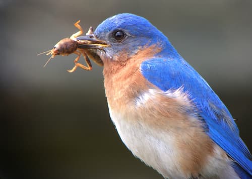 Eastern Bluebird