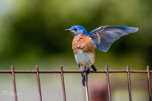Eastern Bluebird