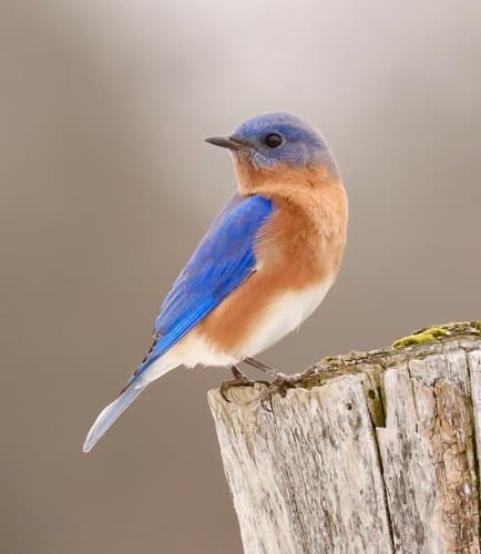Eastern Bluebird