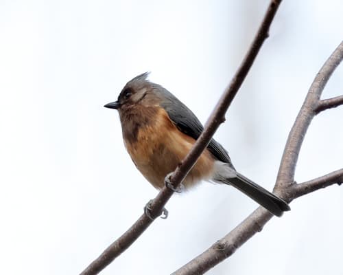 Tufted Titmouse