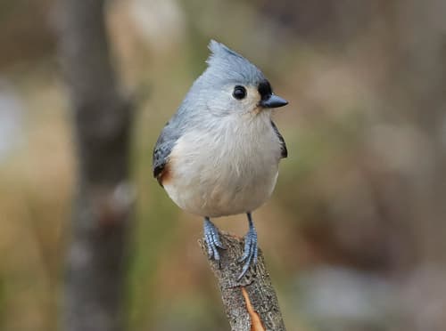 Tufted Titmouse