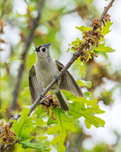 Tufted Titmouse