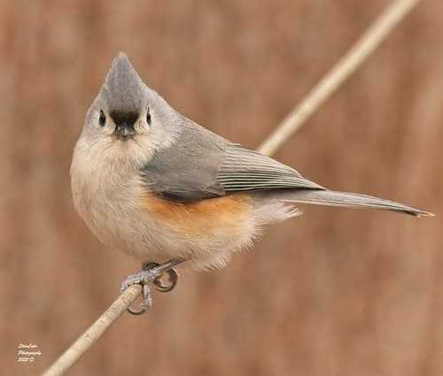 Tufted Titmouse