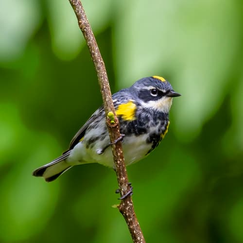 Yellow-rumped Warbler