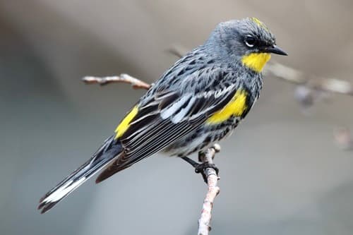 Yellow-rumped Warbler