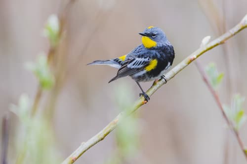 Yellow-rumped Warbler